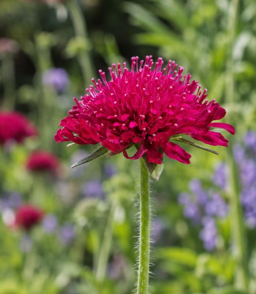 Knautia macedonica